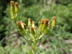 Senecio hydrophilus