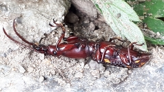 Baryrhynchus poweri