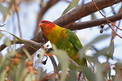 Psittaculidae