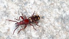 Baryrhynchus poweri