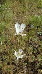 Calochortus eurycarpus