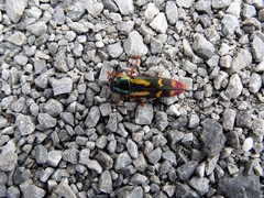 Buprestis rufipes