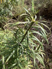 Podocarpus henkelii