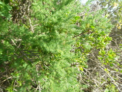 Asparagus fasciculatus