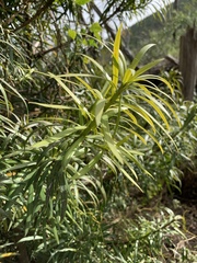Podocarpus henkelii