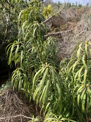 Podocarpus henkelii