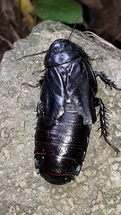 Panesthiinae