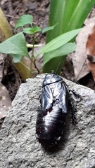 Panesthiinae