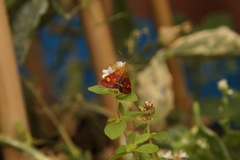 Pyrausta aurata