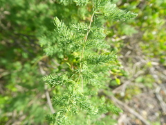 Asparagus fasciculatus
