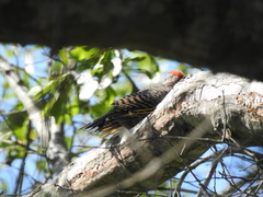 Colaptes auratus auratus