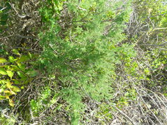 Asparagus fasciculatus