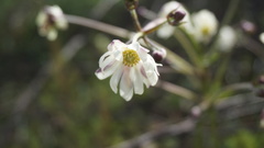 Knowltonia anemonoides