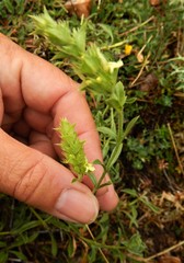 Sideritis hyssopifolia