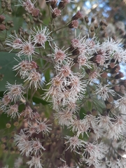 Kaunia lasiophthalma