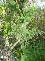 Asparagus fasciculatus