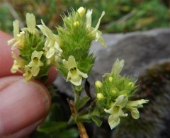 Sideritis hyssopifolia
