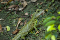 Physignathus cocincinus