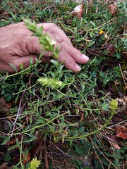 Sideritis hyssopifolia