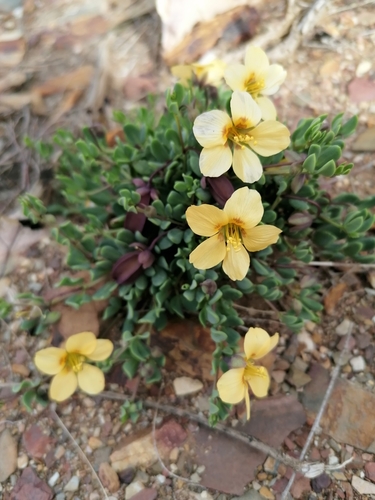 Roepera debilis (Roepera debilis)