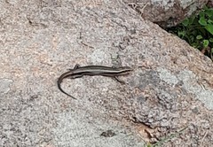 Plestiodon japonicus