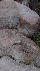 Plestiodon japonicus