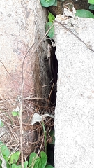 Plestiodon japonicus