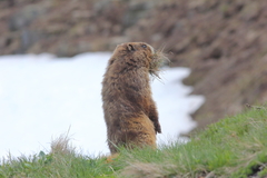Marmota olympus