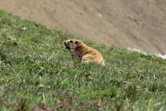 Marmota olympus