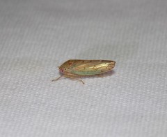 Polana quadrinotata