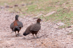 Galloperdix lunulata