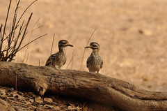 Burhinus indicus