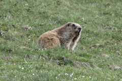Marmota olympus