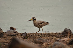 Esacus recurvirostris