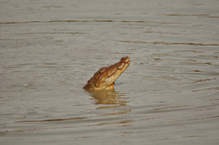Crocodylus palustris