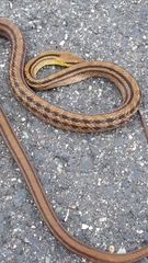 Elaphe quadrivirgata