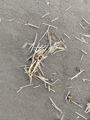 Cymodoceaceae