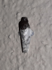 Antaeotricha radicalis