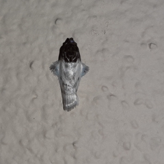 Antaeotricha radicalis