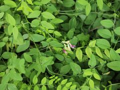 Vicia dumetorum