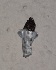 Antaeotricha radicalis