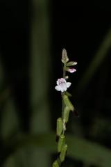 Phryma