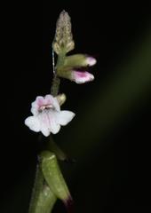 Phryma