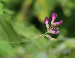 Vicia dumetorum