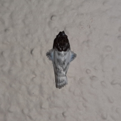 Antaeotricha radicalis