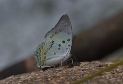 Polyura delphis