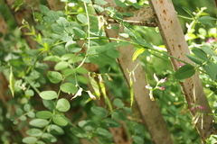 Vicia dumetorum