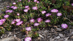 Lampranthus aduncus