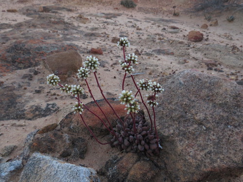 Crassula fragarioides