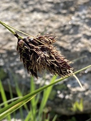 Carex chalciolepis